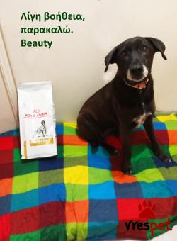 Ράτσα: Άλλη Ράτσα | Ηλικία: 4 ετών | Φύλο: Θηλυκό | Αρ. Microchip: 9810021232121212 | Περιοχή: Αττική